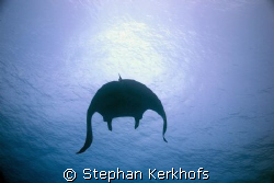 Batman is back! Manta (manta birostris) taken at Pinky Wall. by Stephan Kerkhofs 